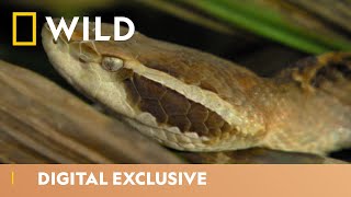 The Deadly Pit Viper  Snakebite Week  National Geographic Wild UK [upl. by Sams]