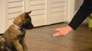 Belgian Malinois—Mishka—7 weeks old learning quotCenter RollOver Heelquot [upl. by Hermann]