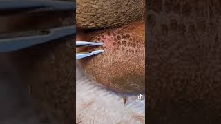 Blocked hair follicles on dog paw not a testicle [upl. by Gibun]