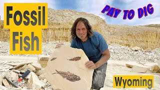 Some of the BEST Fossil Fish on Earth found here [upl. by Docila]