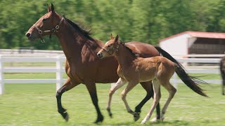 Kountry Lane Standardbreds  Champion Highlights [upl. by Farmann]