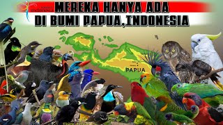 BURUNGBURUNG ENDEMIK PULAU PAPUA DAN SUARA KICAUAN ASLINYA [upl. by Meesaw498]