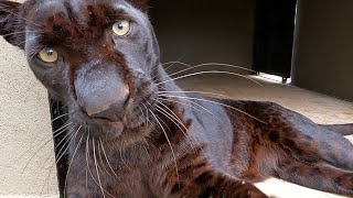 Rare Black Panther Filming with Kahn  The Lion Whisperer [upl. by Gideon]