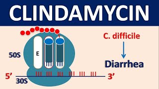 Clindamycin  Mechanism side effects dose and uses [upl. by Oxley]