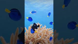 Baby Dorys Hippo Tangs blue tang findingnemo dory reef ocean [upl. by Eirehc]