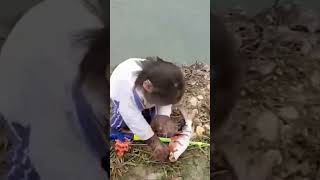 monkey fish catching 🐒shorts monkey wildlifediscovery animals youtubeshort [upl. by Ardekahs501]