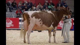 Toronto Royal Agricultural Winter Fair 2023  Holstein Championship RampW Intermediate Fame [upl. by Critchfield]