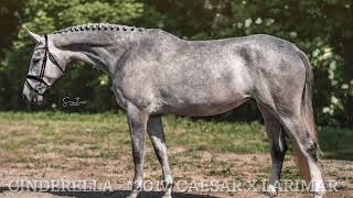 SOLD  Cinderella  2017 mare Caesar x Larimar wwwsalesporthorsescom [upl. by Eneloj830]