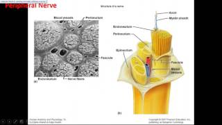 The Value of Ultrasound Imaging in Peripheral Nerve Pathology [upl. by Naujal83]