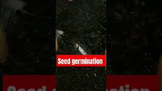 Seed germination process seed germination [upl. by Otanutrof]