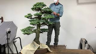 Blue Atlas Cedar Bonsai care [upl. by Ribak816]