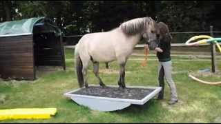 Horse Agility mit Dülmener Wildpferd Jopie [upl. by Damahom979]