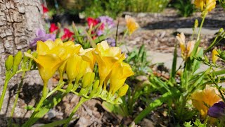 Growing Freesia from bulbs with all updates [upl. by Sidnac900]