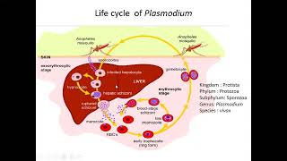 Life cycle of Malarian parasite Plasmodium vivax class 11 for upcoming examination [upl. by Atikram]