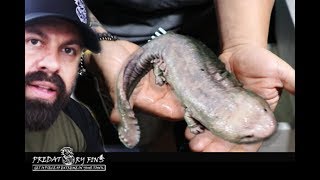 GIANT CHINESE SALAMANDER ENCOUNTER  It Bites [upl. by Nosinned520]