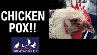 Chicken Pox In A Chicken How to treat it and stop the spread [upl. by Niraj]