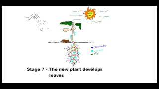 Seed Germination Process [upl. by Aissej250]