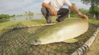 Arapaima Fly Fishing with Marcelo  Bangkok Fishing Guide [upl. by Enicul]