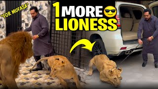 Mufasa kay liay aik aur lioness 🦁😍butt mufasa nay injured kar dia usko😱 [upl. by Clement]