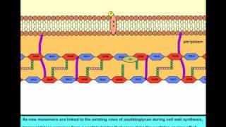 Mechanism of Action of Vancomycin [upl. by Ecnaret]