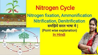 Nitrogen Cycle in Hindi  nitrogen fixation  Ammonification  Nitrification  Denitrification [upl. by Corella348]