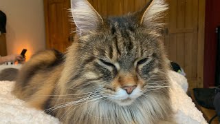 Cute Maine Coon Cat Chattering At Birds [upl. by Iret]