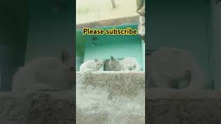 Ha gays my new vlog please subscribe to my vlog comady 😎😎👍🤩😱😸😺😻😼😽🧠🙏🙏🙏 [upl. by Rehpotsrihc]