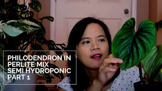 Grow Philodendron in Perlite Mix  Semi Hydroponic Part 1 [upl. by Showker]