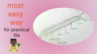 How to draw Centipede  Scolopendra morsitans  Easy way  Step by step [upl. by Atirak]