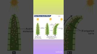 Working of Auxin Hormone l Key Concept l CBSE l Class X [upl. by Nnairda688]