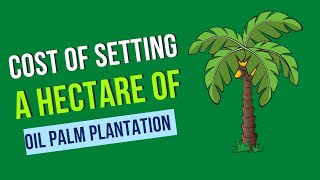 The cost of setting up a HECTARE of oil palm plantation oilpalm palmoil oilplantation [upl. by Ronyam]