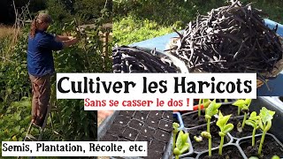 Les Haricots au Potager [upl. by Dnalhsa]