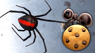 Redback Spider 4 Egg Sacs Removal Will Crazy Ants Eat The Spider Eggs EDUCATIONAL VIDEO [upl. by Nnylacissej]