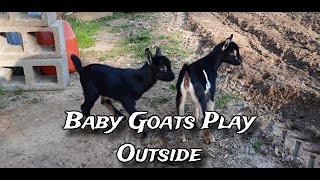 Playing With Baby Goats [upl. by Service936]