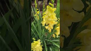 Yellow Gladiolus Flowers Summer 2024 gladiolus flowers flowers shorts shortvideo shortsfeed [upl. by Dedie]