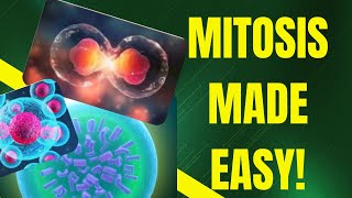 ABSOLUTE BEST Way to Learn Mitosis in 2 Minutes or Less [upl. by Chansoo]