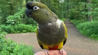 Patagonian conure exploring the forest [upl. by Kaela]