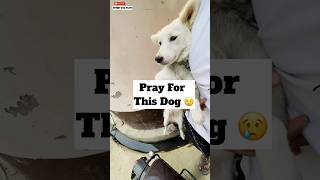 Pray For This Dog 😓  minivlog [upl. by Alodi]