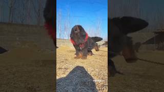 Most Aggressive Tibetan mastiff Dog Barking 😱 Huge and Big Size Tibetan mastiff Dog 😈 shorts dog [upl. by Rayle913]