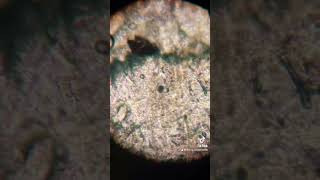 Hârtie igienică la microscop 🧻🌎🔬🤪🧪 views microscope viralvideo experiment fyp [upl. by Husein]