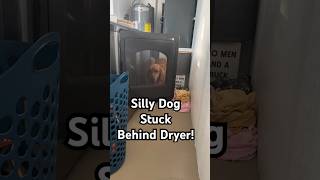 Silly Dog Thinks Hes Stuck Behind Dryer Door 😂🐶 Dog Laundry Funny DogLife dogs [upl. by Thoma90]