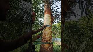 How is palm sap extracted shortvideo [upl. by Goldberg]