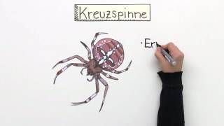 KREUZSPINNE  LEBENSWEISE UND GIFTIGKEIT  Biologie  Biologie der Tiere Mittelstufe [upl. by Wunder]