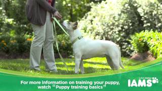 How to Leash Train a Puppy Iams® Puppy Training [upl. by Nohtanoj]