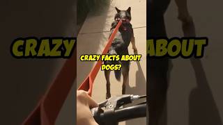 JawDropping Dog Facts That Shocked Us shorts [upl. by Aseeral391]