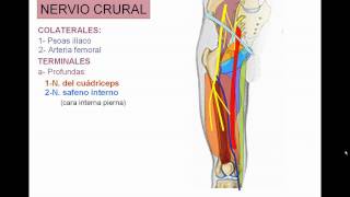 INERVACION DE MIEMBRO INFERIOR 4 [upl. by Christianity]