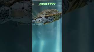 거북이 테라핀 콘센트릭 애완거북 물멍 turtle terrapin concentric 愛玩動物 亀 ムルモン [upl. by Dene]