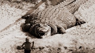 TOP 10 BIGGEST CROCODILES In The World [upl. by Osmen]