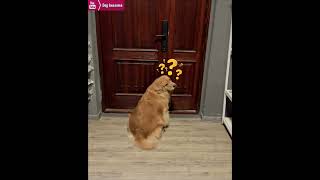 The golden retriever opened the door to remind his owner to go out for a walk😂 [upl. by Ralfston]