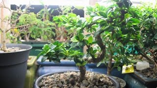 How to Care for a Sweet Plum Bonsai [upl. by Moira]